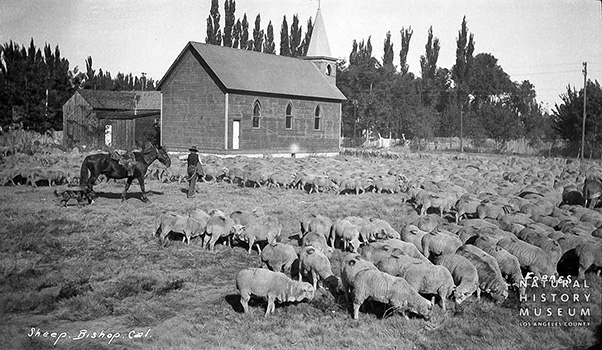 bishop sheep